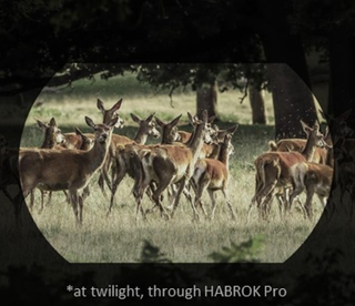 fernglas Wärmebildgerät Hikmicro habrok HQ35LN 4k 