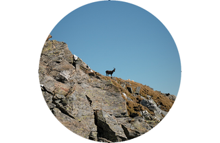 fernglas Steiner eRanger LRF 10x42 integrierter Entfernungsmesser 