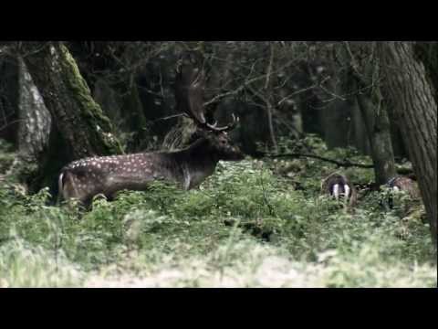 fernglas ZEISS HT 10x54 